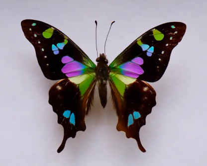 玫瑰青凤蝶Graphium weiskei  进口真蝴蝶标本未展翅原蝶 A1/A-