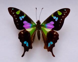 玫瑰青凤蝶Graphium weiskei 进口真蝴蝶标本未展翅原蝶 A1/A-