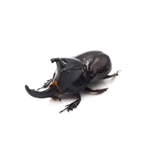 摩尔大兜虫Megaceras morpheus E005 进口未整姿原虫