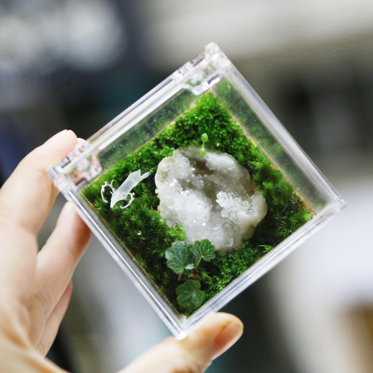 创意小摆件水晶绿植苔藓微景观小盒子治愈礼物手办精致减压礼品