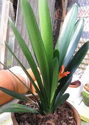 奇亿middot立板短叶工具君子兰