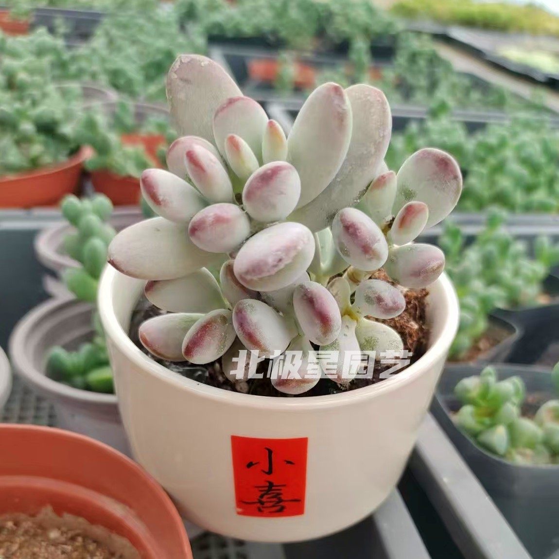 乒乓福娘多肉植物批发花卉市场花多肉植物
