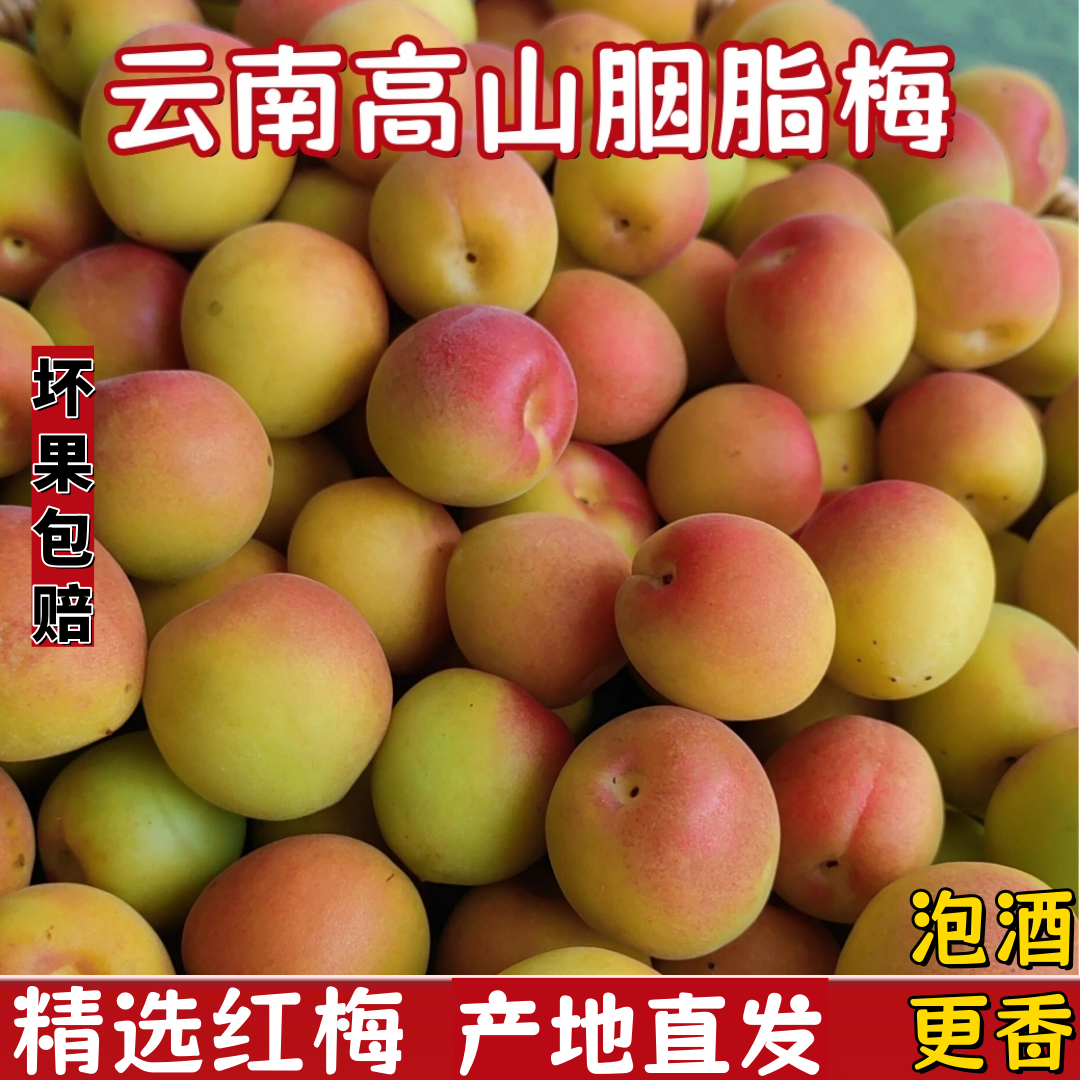 2026云南胭脂梅5斤泡酒专用酸梅子酵素新鲜青梅现摘高山胭脂红梅