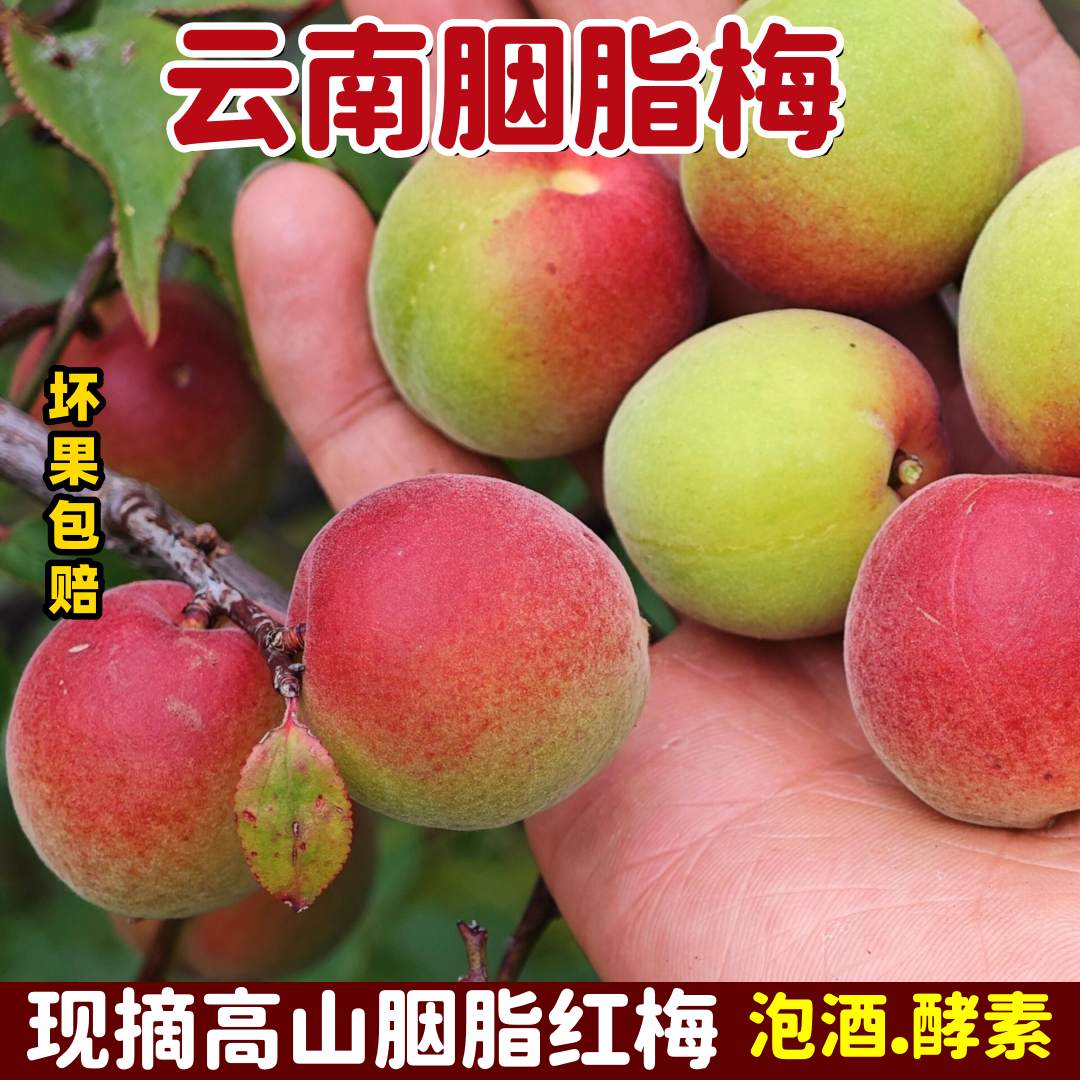 2026现摘云南高山胭脂红梅5斤酵素泡酒专用酸梅子新鲜野生黄梅