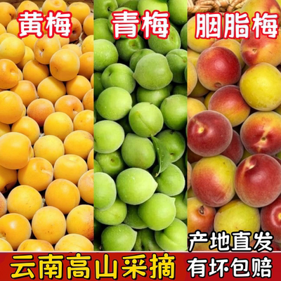 2025云南青梅鲜果5斤高山胭脂梅泡酒专用红梅酸梅子新鲜野生黄梅