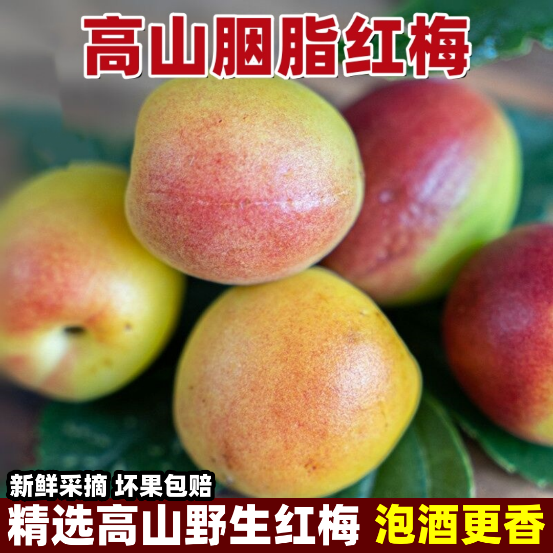 2026新鲜云南胭脂梅5斤泡酒专用酸梅子酵素现摘高山野生胭脂红梅