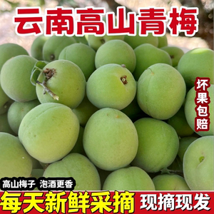 精选云南青梅野生酸梅子5斤孕妇水果现摘高山青梅鲜果泡酒专用梅