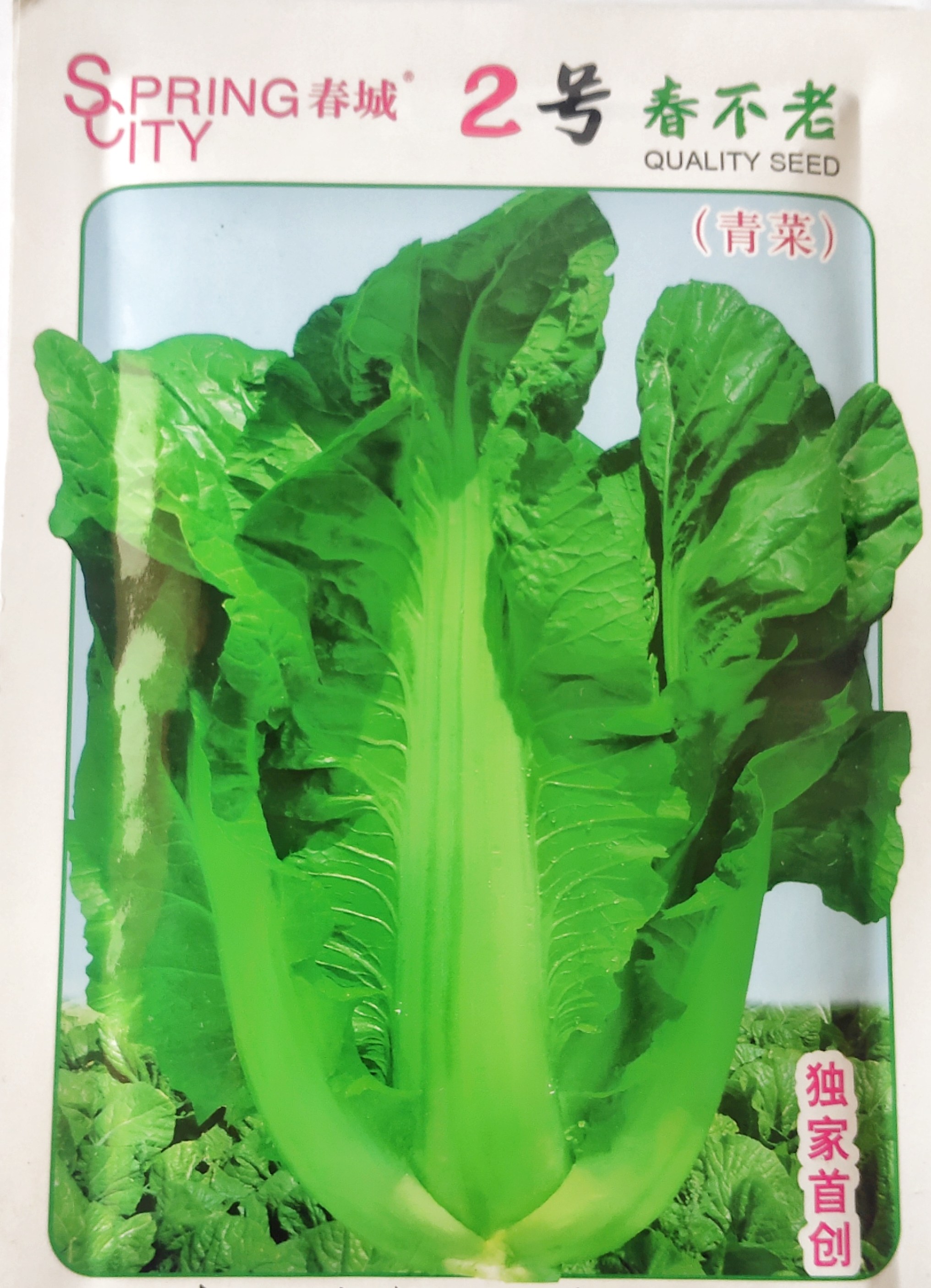 耐抽苔春城2号春不老苦菜种籽15克 春秋播云南特色青菜炒煮做腌菜