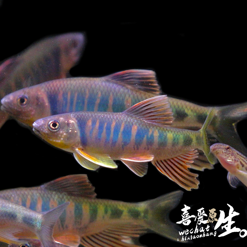 长鳍鱲宽鳍鱲类高观赏原生溪流鱼