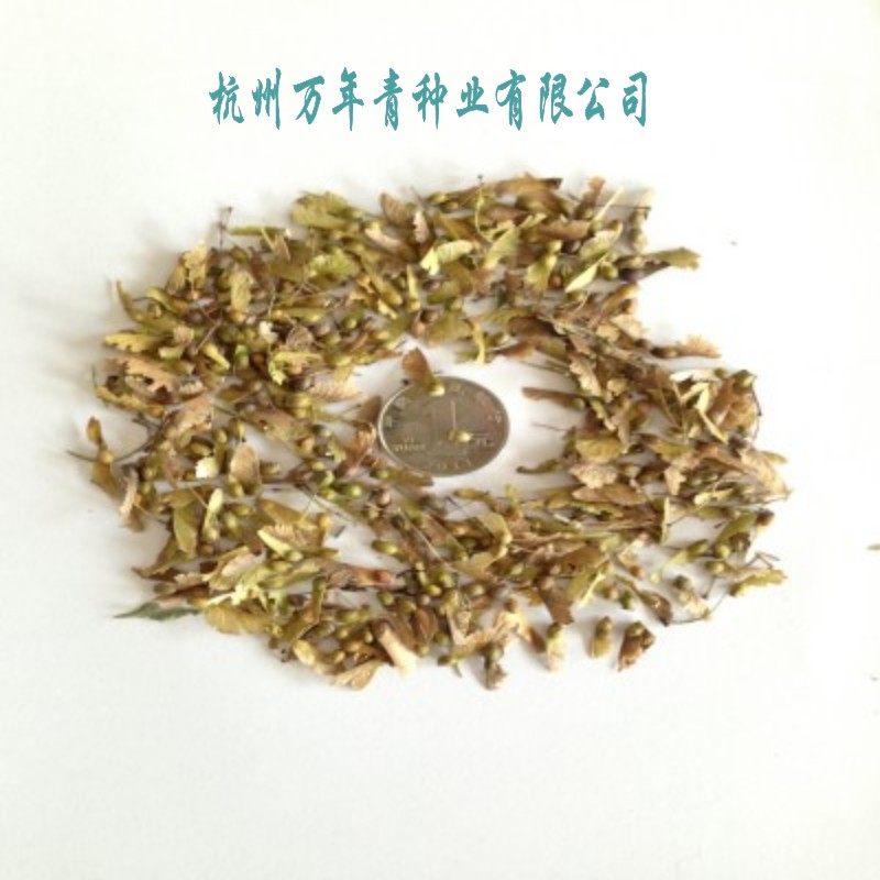 新采收新种 鸡爪槭鸡爪枫种子 小叶鸡爪槭种子 红枫种子青枫种子
