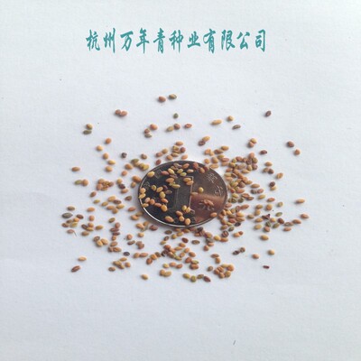 草木樨种子进口蜜源植物包邮