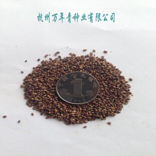 新采收桑树种子 蚕宝宝用桑树种子 养蚕用桑种包邮