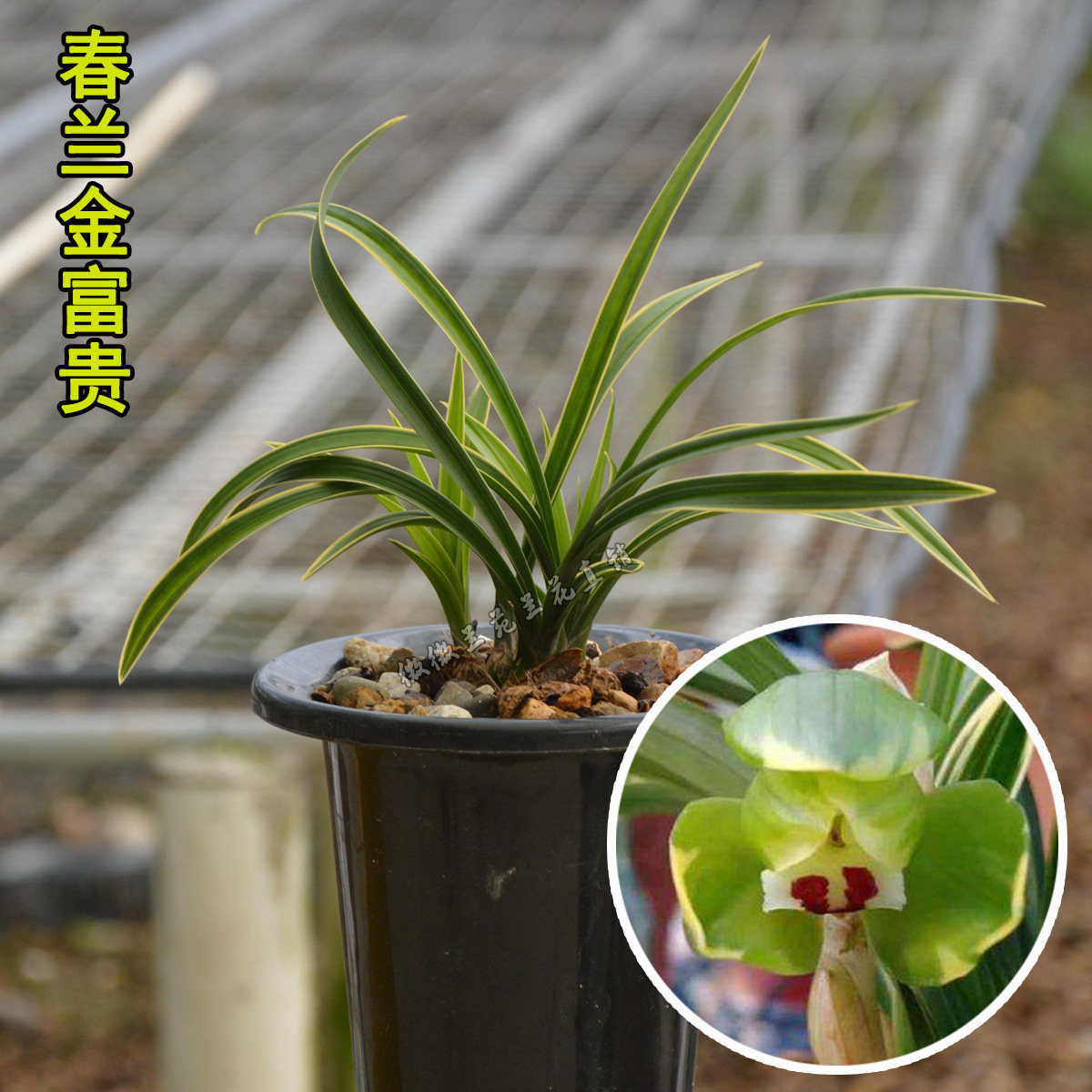 兰花苗春兰金富贵金边线艺浓香冬季带花苞包邮绿植盆栽名贵兰正品