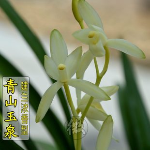 兰花苗建兰青山玉泉浓香型花季 包邮 带花苞出售绿植花卉盆栽满