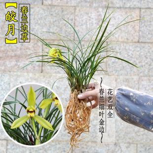 兰花苗春兰皎月金边线艺细叶兰花绿植室内花卉盆栽正品承诺包邮