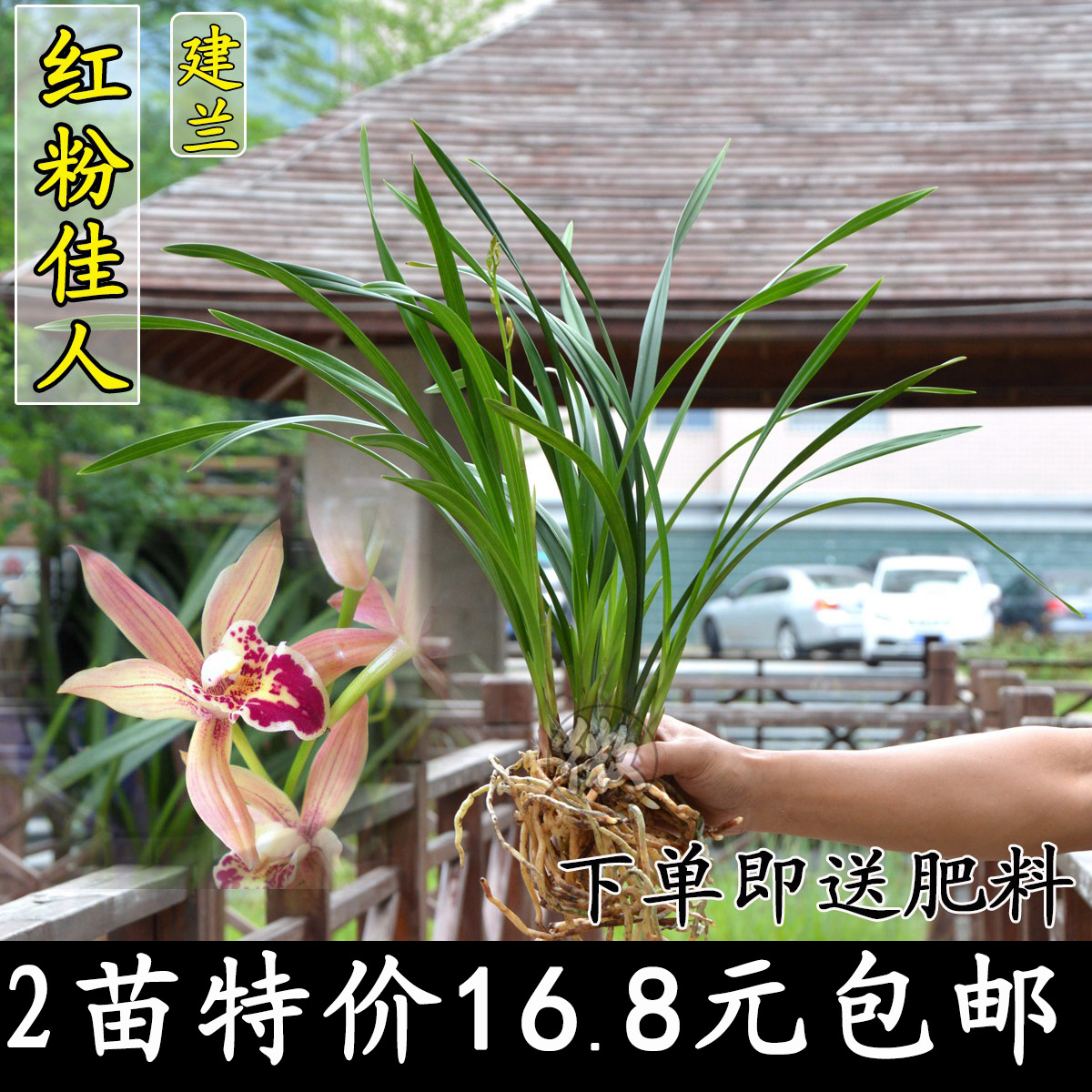 绿植浓香型盆栽菖蒲兰花苗包邮