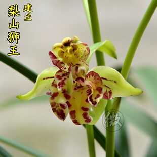 兰花苗建兰梨山狮王奇花浓香型花季带花苞出售绿植花卉盆栽满包邮