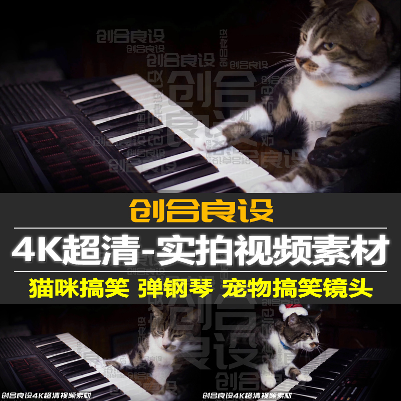 4K超清搞笑猫咪萌宠家猫弹钢琴宠物搞笑娱乐节目PR短视频剪辑素材