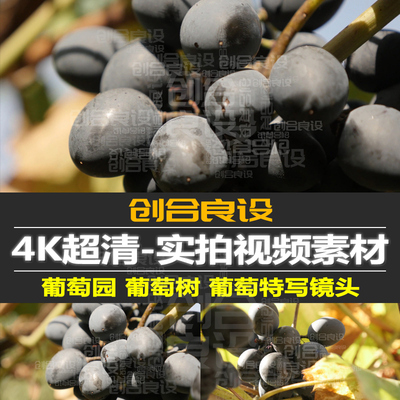 4K超清提子蒲桃葡萄树产品摄影实拍特写进口水果PR短视频剪辑素材