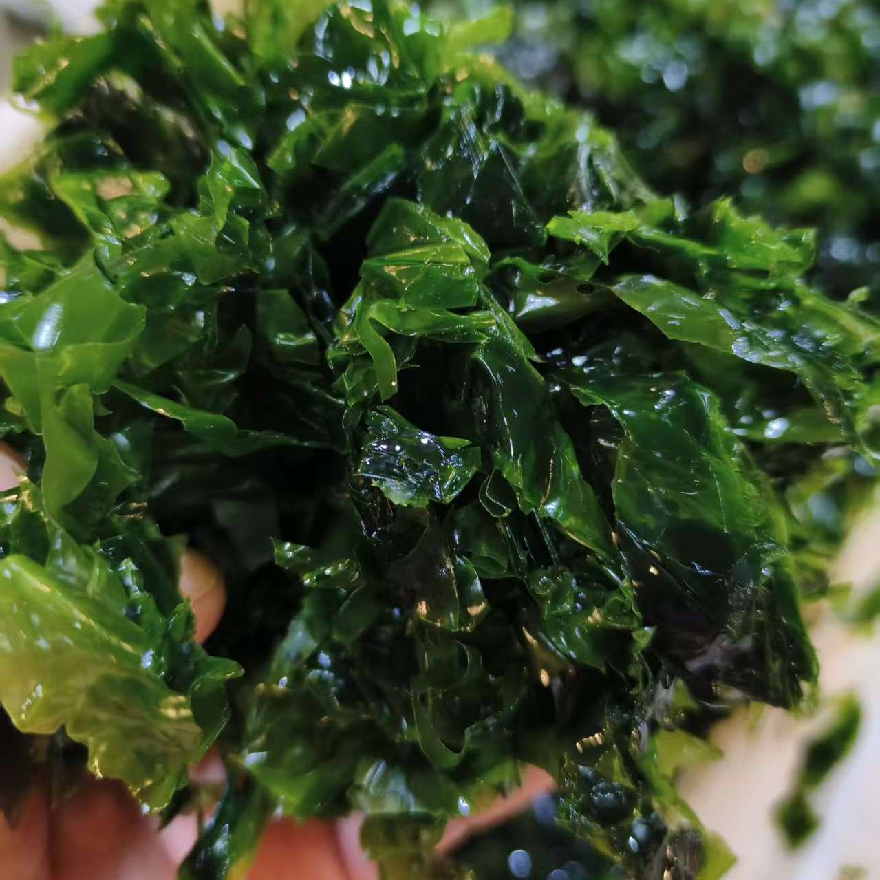 大连名小吃海菜包子食材适合做汤