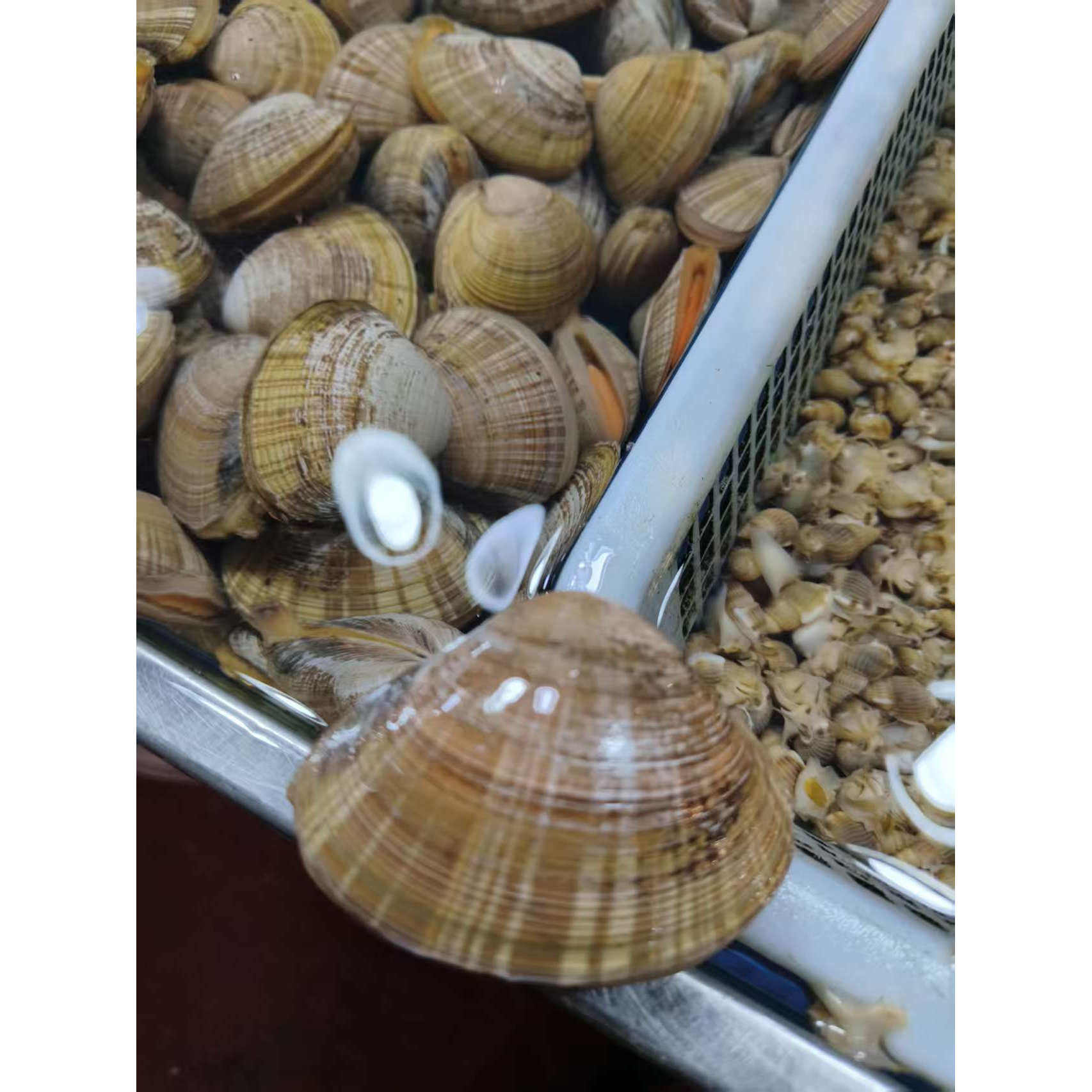 庄河鲜活大文贝新鲜文蛤500g丹东大黄蚬子蛤蜊海鲜烧烤火锅贝类