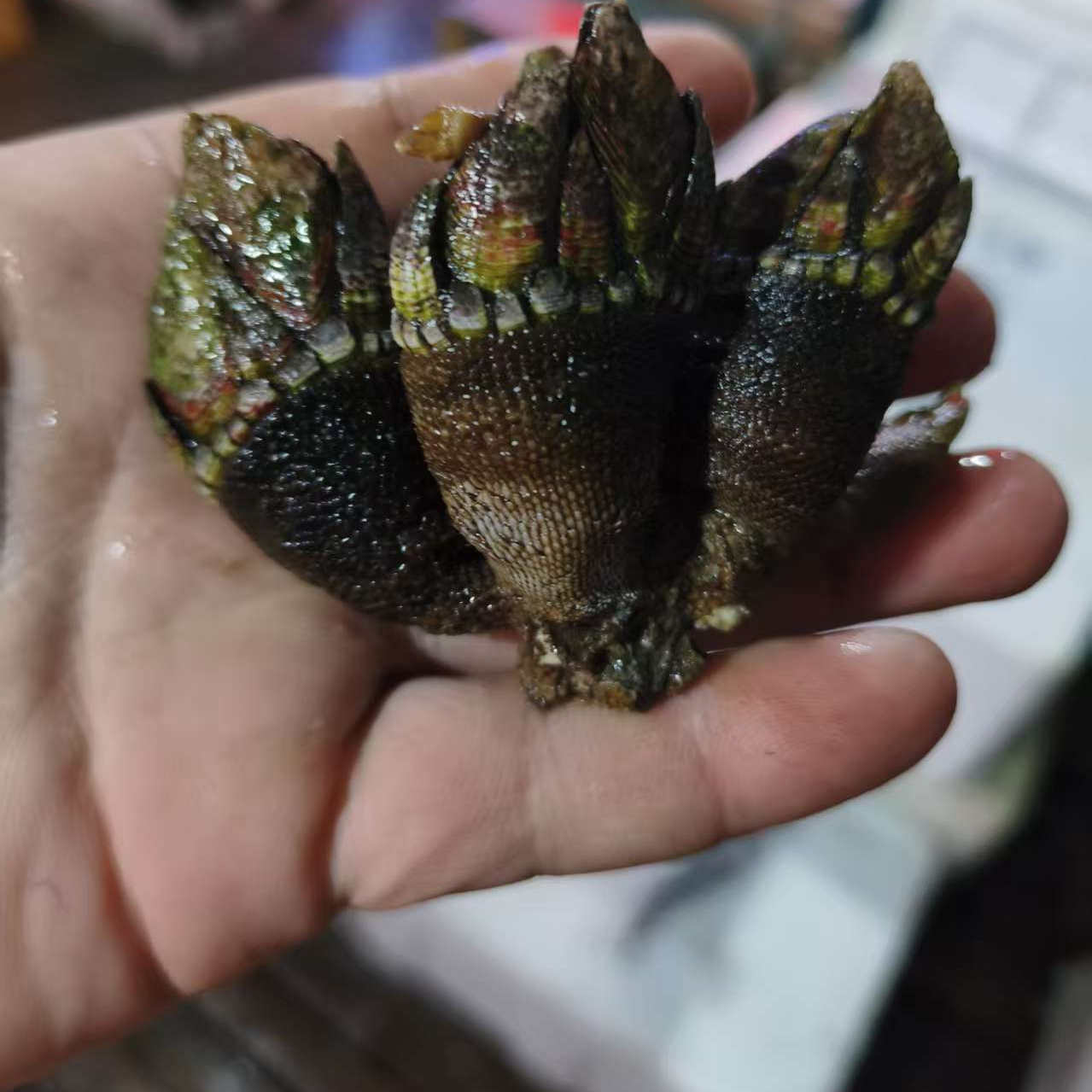 藤壶佛手螺稀有小海螺