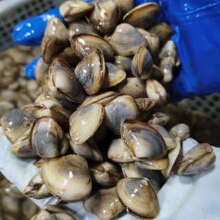大连特产鲜活海瓜子新鲜白瓜子500g 海撒 小蛤蜊 鲜活贝类 私房菜