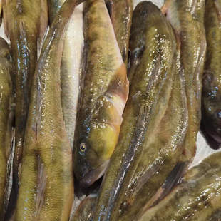 新鲜大胖头鱼500g新鲜小海鱼扔巴鱼海胖头酱焖红烧海杂鱼杂拌鱼