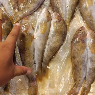 大连本地新鲜黄鱼500g3-8两/条蒜瓣肉非黄花鱼海杂鱼杂拌鱼活海鲜