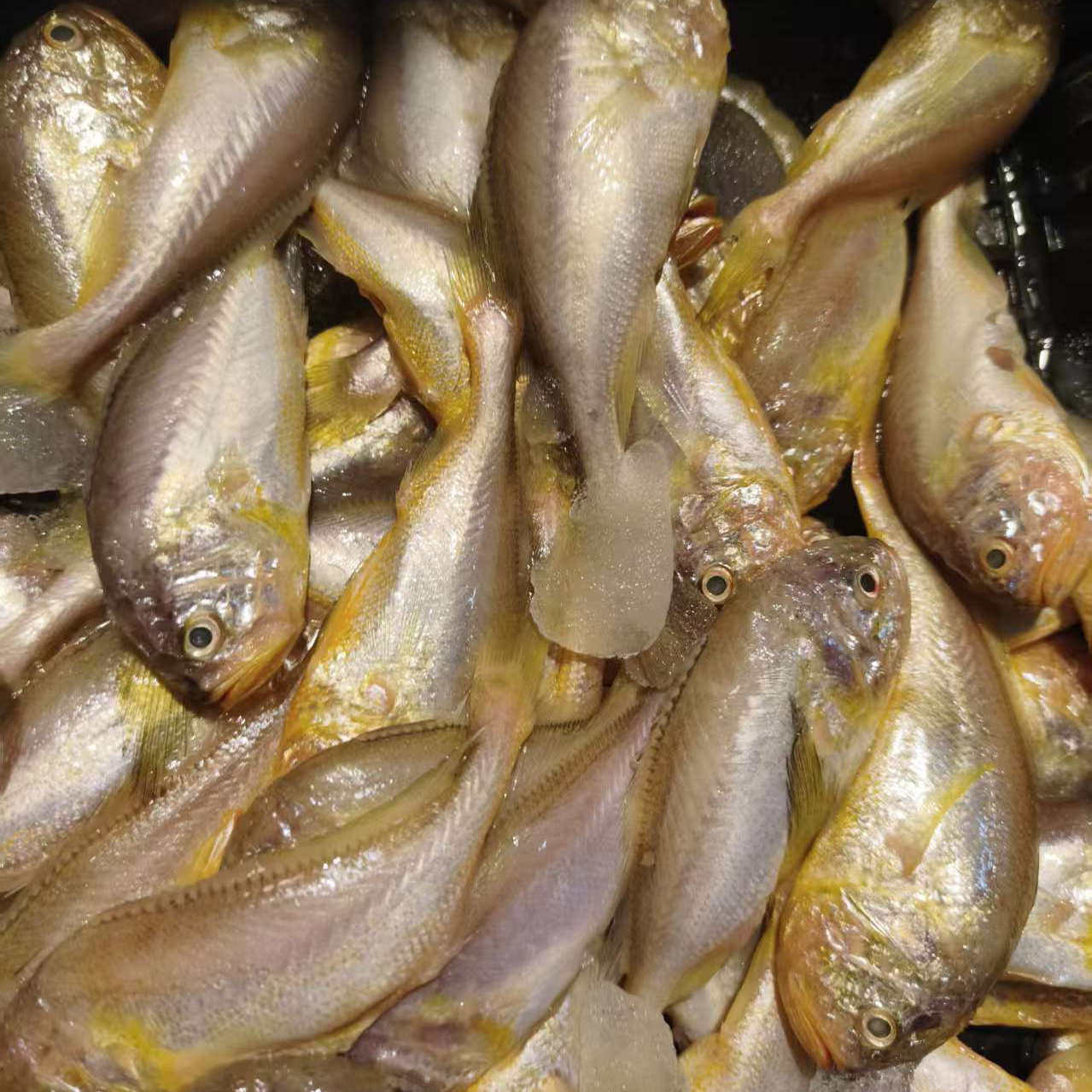 大连本地海鲜海捕大头宝肉质细嫩