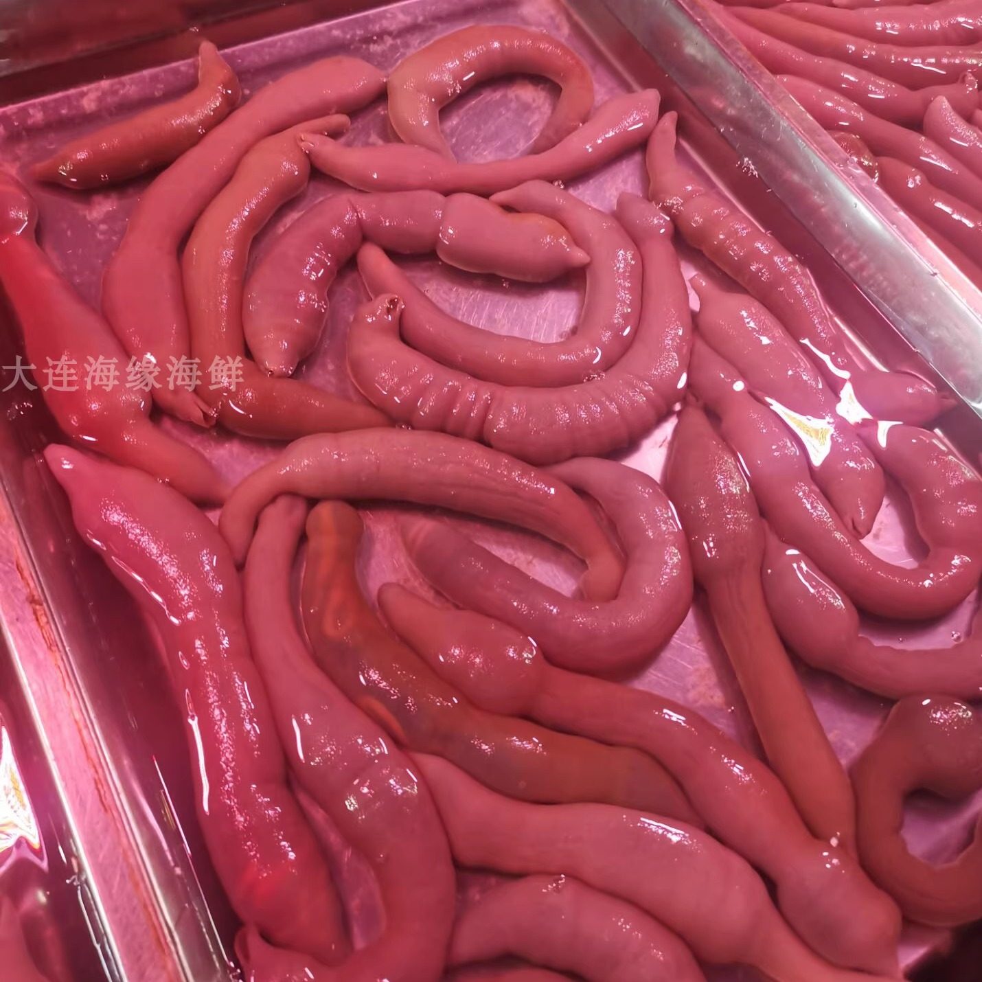 海肠鲜嫩脆爽口感火锅饺子食材