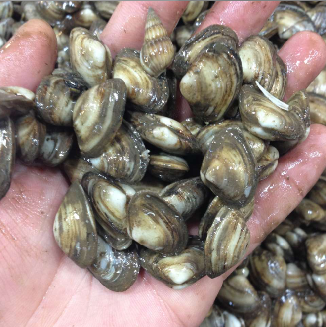 大连特产鲜活海瓜子新鲜白瓜子500g 海撒 小蛤蜊 鲜活贝类 私房菜