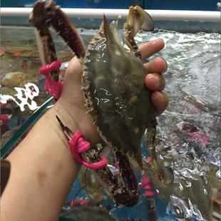 大连鲜活公飞蟹500g4-7两新鲜东港梭子蟹东沟飞蟹活新年海鲜礼包