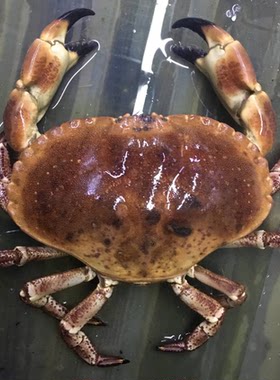 活面包蟹珍宝蟹蟹肉质饱满有蟹膏