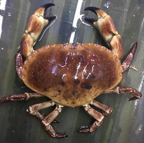 活面包蟹珍宝蟹蟹肉质饱满有蟹膏