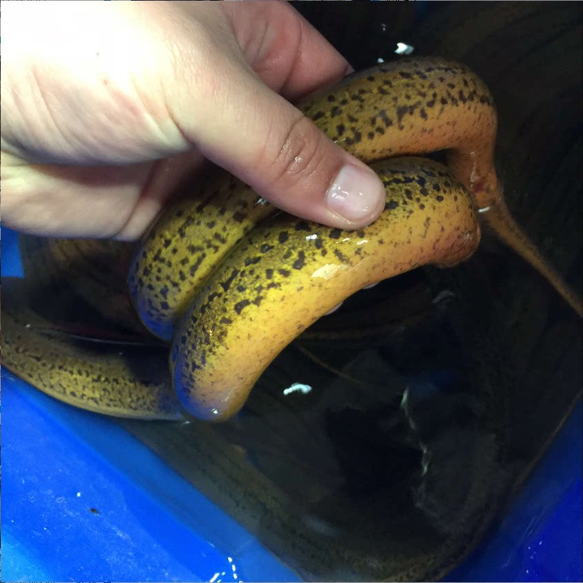 鲜活大黄鳝 新鲜鳝鱼500g海蛇长鱼血鳝常鱼红烧黄鳝 产妇老人适用