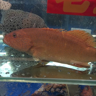 鲜活东星斑鱼1.7-2斤/条新鲜红石斑鱼名贵石斑鱼高档海鱼送礼海鲜