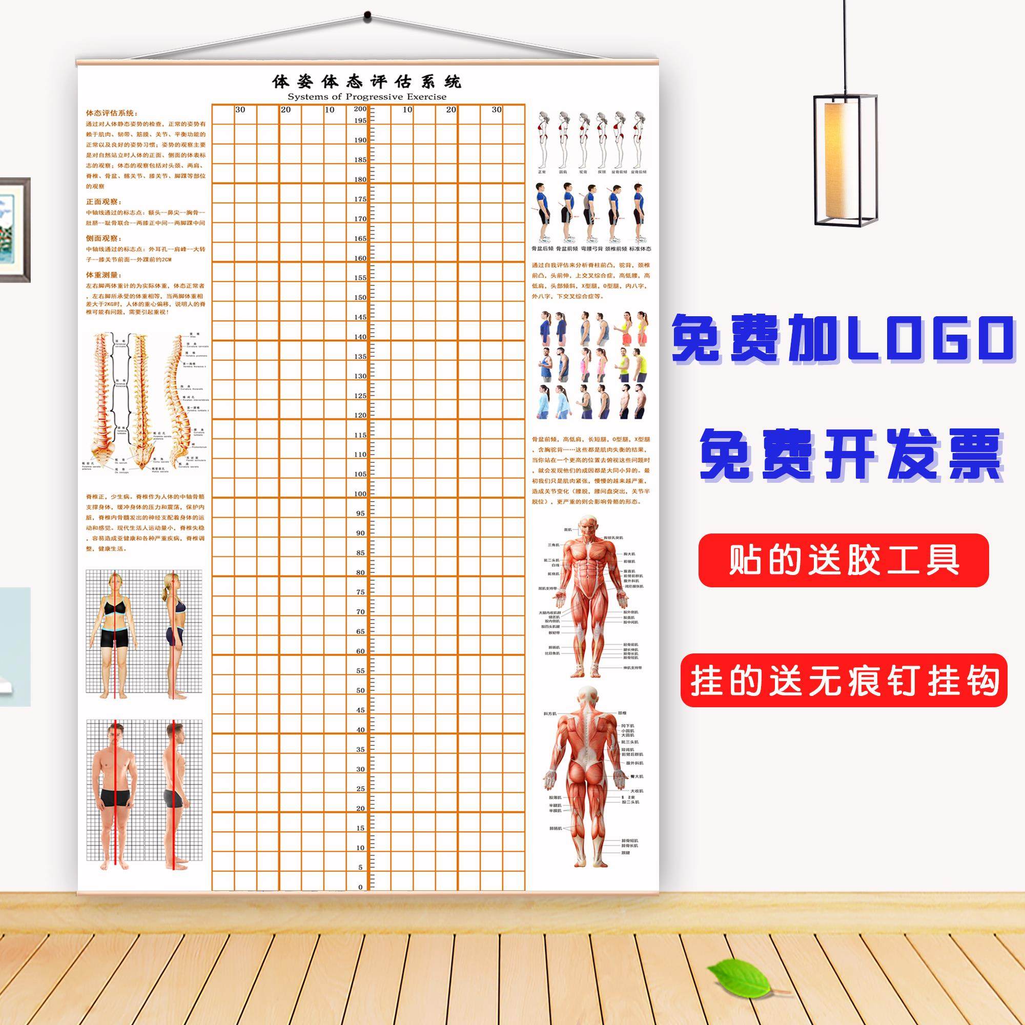 装饰修复瑜伽测评身体墙壁私教脊椎体态评估体测画健身房图表形体