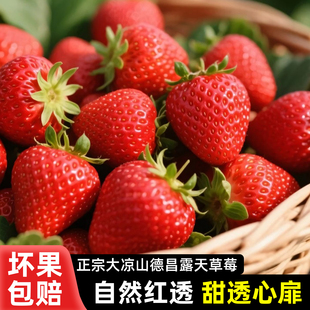四川大凉山德昌草莓露天冬草莓红颜草莓新鲜现摘现发当季新鲜水果