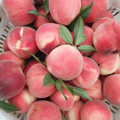 四川特产露天水蜜桃软油毛桃子