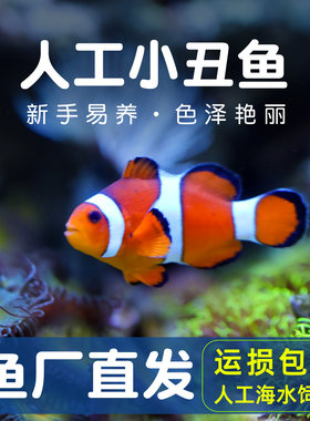 小丑鱼海水观赏鱼活体