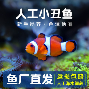 小丑鱼海水观赏鱼活体人工公子尼莫耐活好养明星宠物