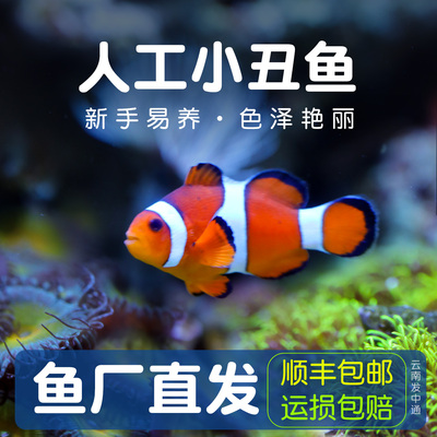 小丑鱼海水观赏鱼活体