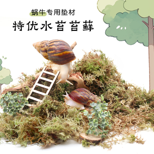 蜗牛特优高保湿苔藓～不积水可蜕皮「提高存活率」新手垫材垫料