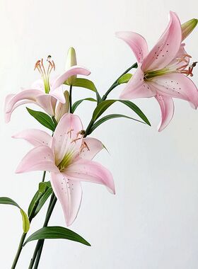 星期6百合样板间中国百合花一枝粉色PU1