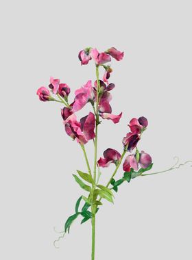 日本香豌豆 仿真豌豆花 品质 拍摄道具 花艺 篮紫色系 粉紫色系