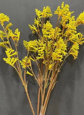 仿真花 袋鼠爪 黄色 小众花材 花艺师插花 家居装饰 摄影道具