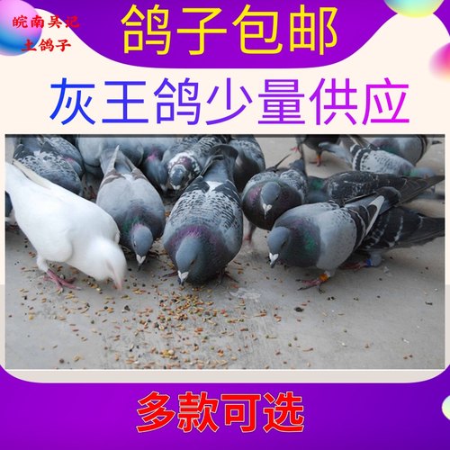 鸽子10只冷冻酒店煲汤商用