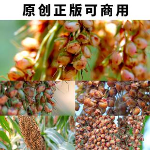贵州茅台镇红缨子高粱红了特写慢镜头4K高清视频素材原创可以商用