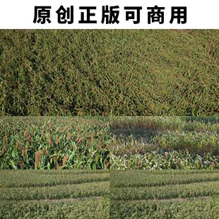 航拍茅台镇红缨子高粱红高粱4K高清实拍视频素材原创可以商用